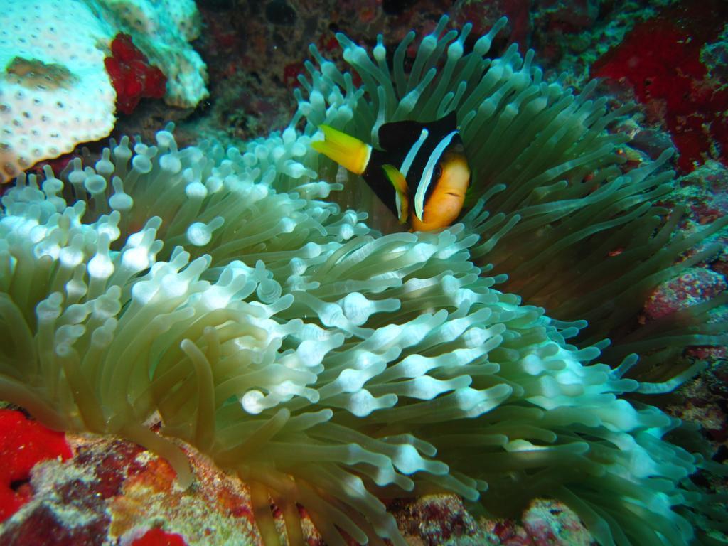 Marinabayvilla-Himandhoo Exteriér fotografie